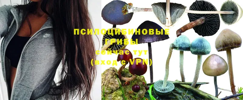 Псилоцибиновые грибы Magic Shrooms  купить наркотик  Асбест 